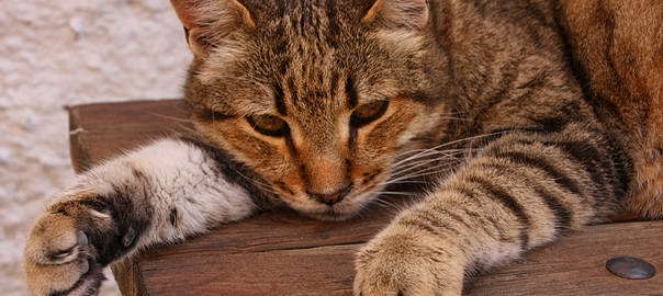 Katt